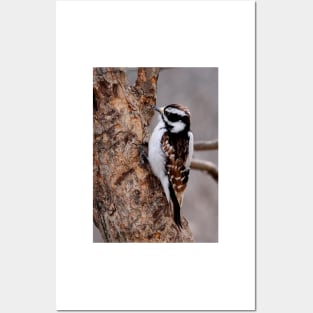 Cinnamon coloured Downy woodpecker Posters and Art